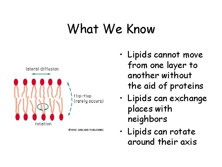 What We Know • Lipids cannot move from one layer to another without the