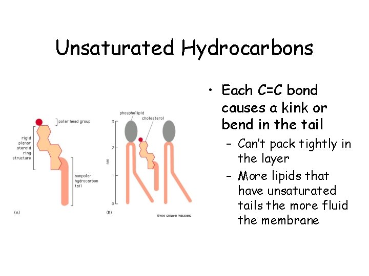 Unsaturated Hydrocarbons • Each C=C bond causes a kink or bend in the tail