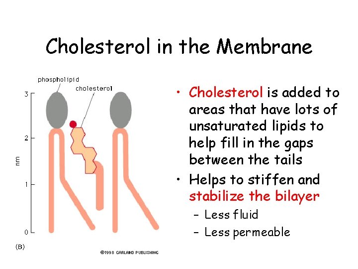 Cholesterol in the Membrane • Cholesterol is added to areas that have lots of