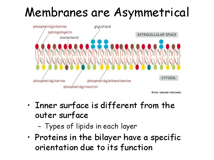 Membranes are Asymmetrical • Inner surface is different from the outer surface – Types