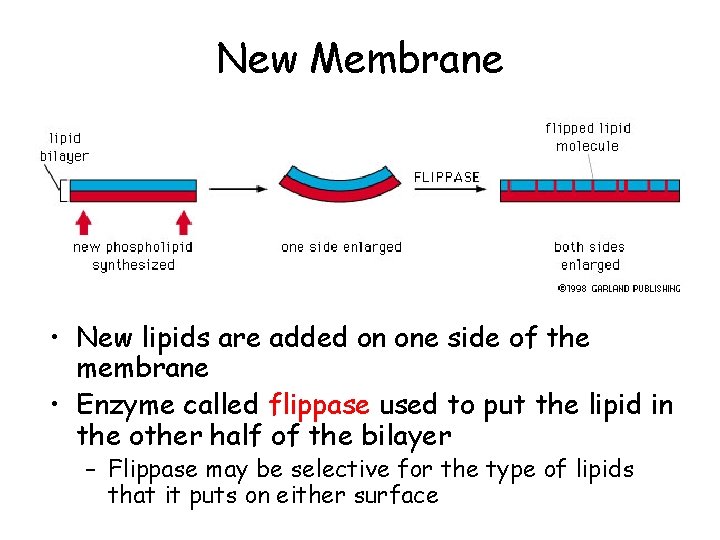 New Membrane • New lipids are added on one side of the membrane •