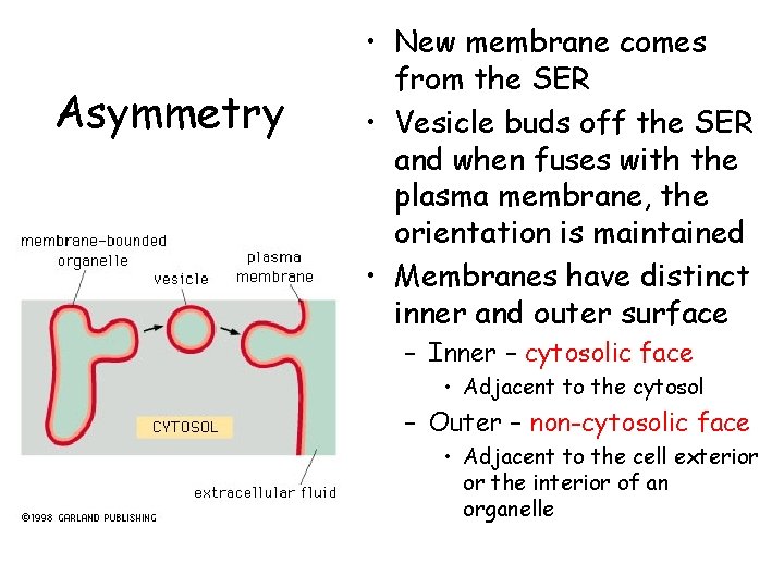 Asymmetry • New membrane comes from the SER • Vesicle buds off the SER