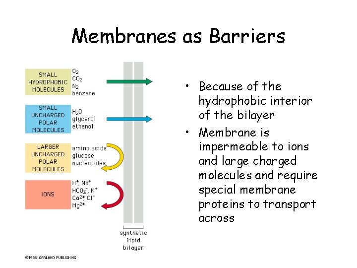 Membranes as Barriers • Because of the hydrophobic interior of the bilayer • Membrane