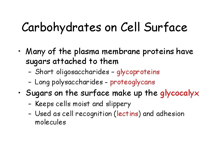 Carbohydrates on Cell Surface • Many of the plasma membrane proteins have sugars attached