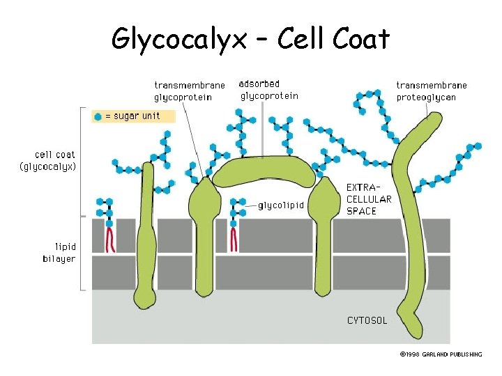 Glycocalyx – Cell Coat 