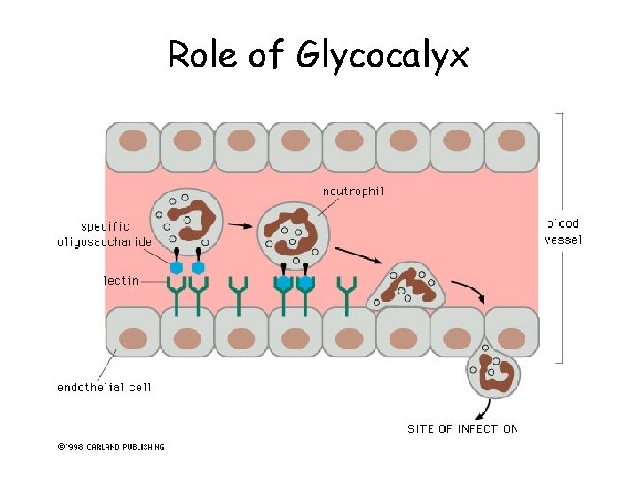 Role of Glycocalyx 