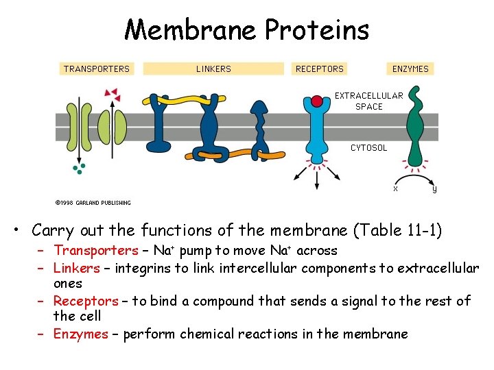 Membrane Proteins • Carry out the functions of the membrane (Table 11 -1) –