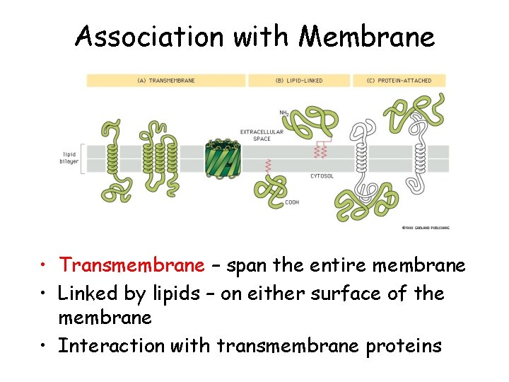 Association with Membrane • Transmembrane – span the entire membrane • Linked by lipids