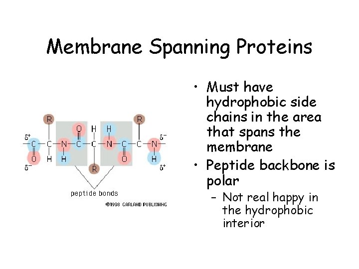 Membrane Spanning Proteins • Must have hydrophobic side chains in the area that spans