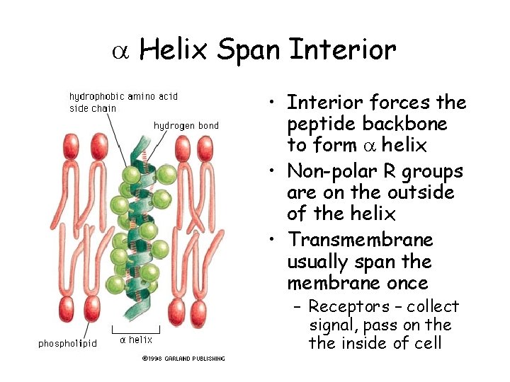  Helix Span Interior • Interior forces the peptide backbone to form helix •