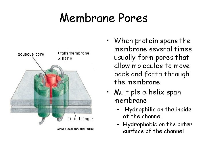 Membrane Pores • When protein spans the membrane several times usually form pores that