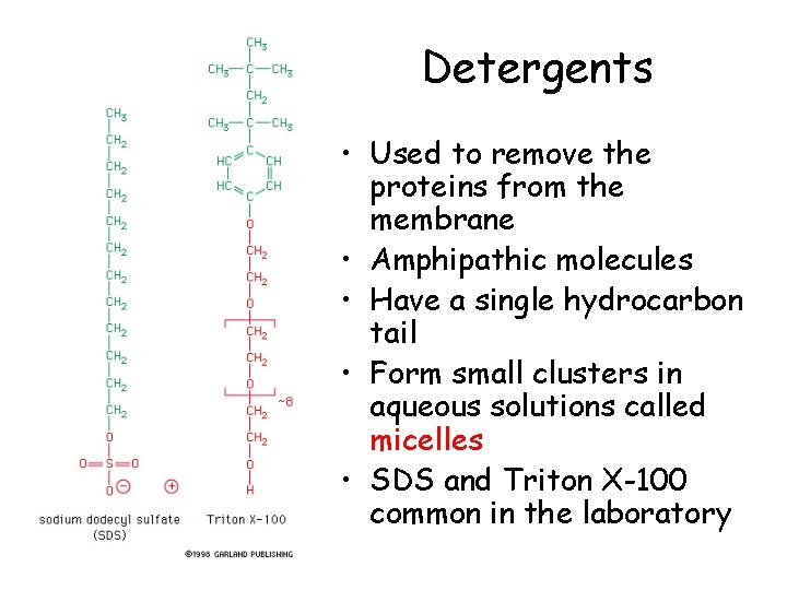 Detergents • Used to remove the proteins from the membrane • Amphipathic molecules •