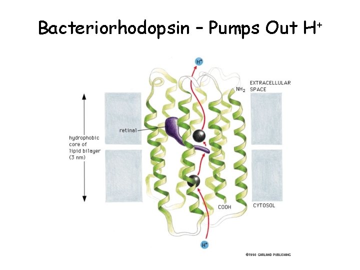 Bacteriorhodopsin – Pumps Out H+ 