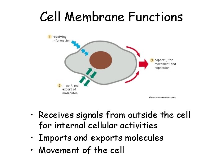 Cell Membrane Functions • Receives signals from outside the cell for internal cellular activities