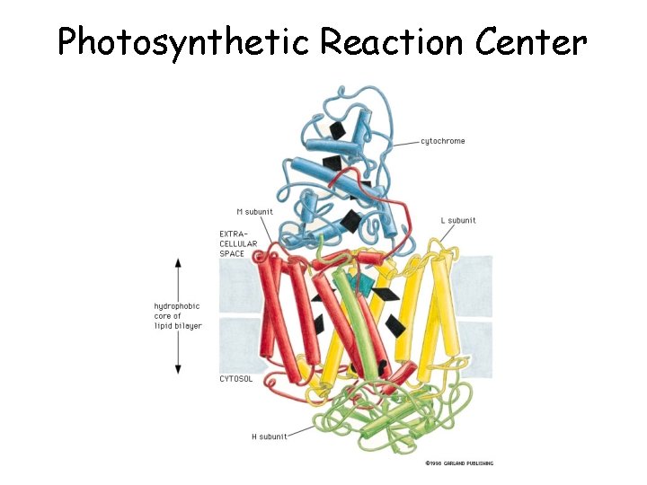 Photosynthetic Reaction Center 