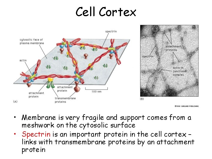 Cell Cortex • Membrane is very fragile and support comes from a meshwork on
