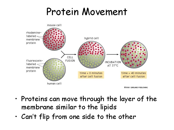 Protein Movement • Proteins can move through the layer of the membrane similar to