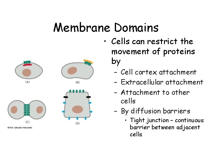 Membrane Domains • Cells can restrict the movement of proteins by – Cell cortex