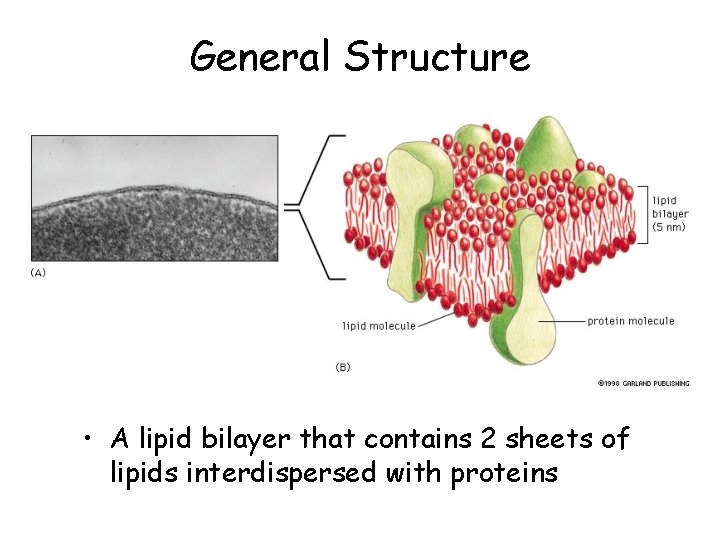 General Structure • A lipid bilayer that contains 2 sheets of lipids interdispersed with