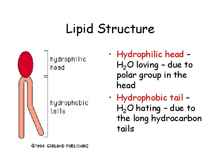 Lipid Structure • Hydrophilic head – H 2 O loving – due to polar