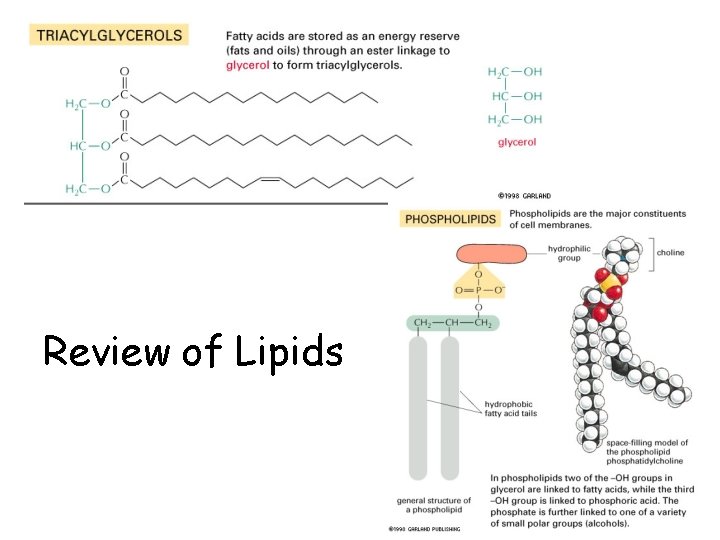 Review of Lipids 
