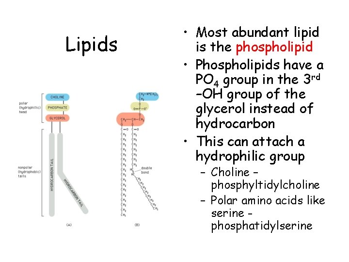 Lipids • Most abundant lipid is the phospholipid • Phospholipids have a PO 4