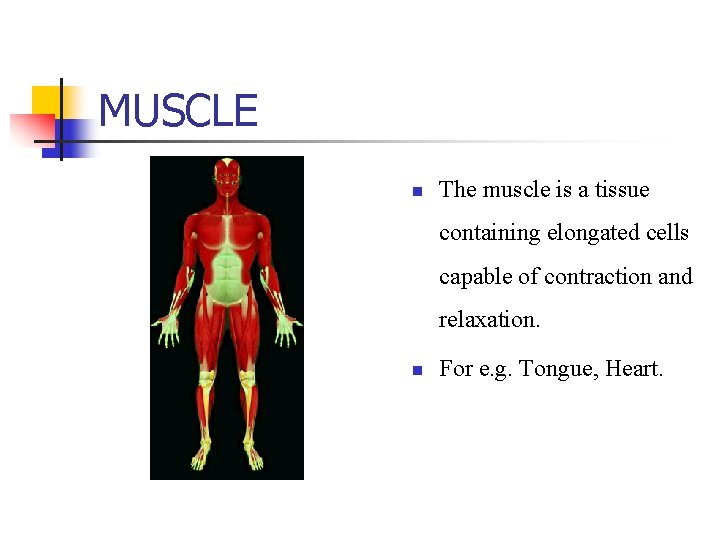 MUSCLE n The muscle is a tissue containing elongated cells capable of contraction and