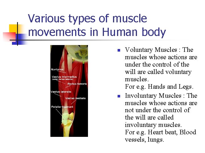 Various types of muscle movements in Human body n n Voluntary Muscles : The