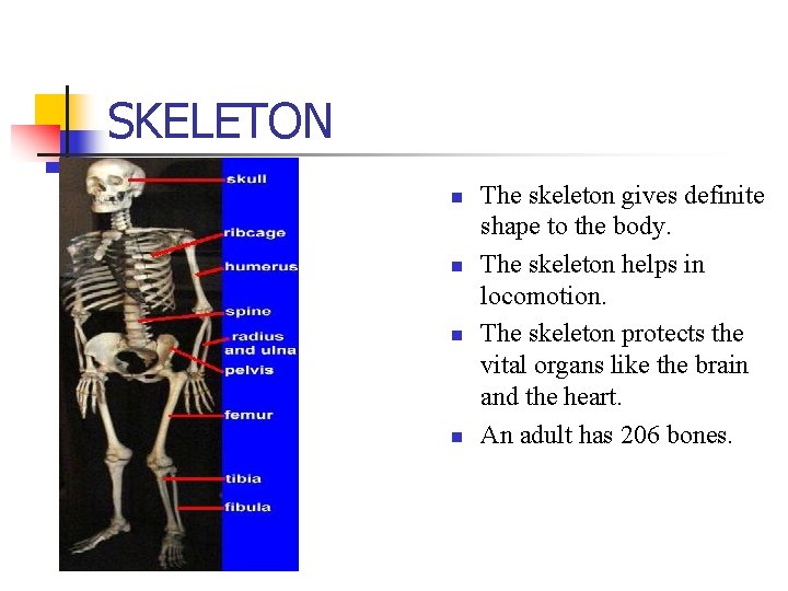 SKELETON n n The skeleton gives definite shape to the body. The skeleton helps