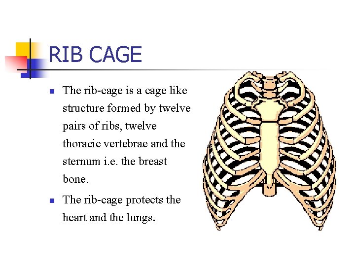 RIB CAGE n The rib-cage is a cage like structure formed by twelve pairs