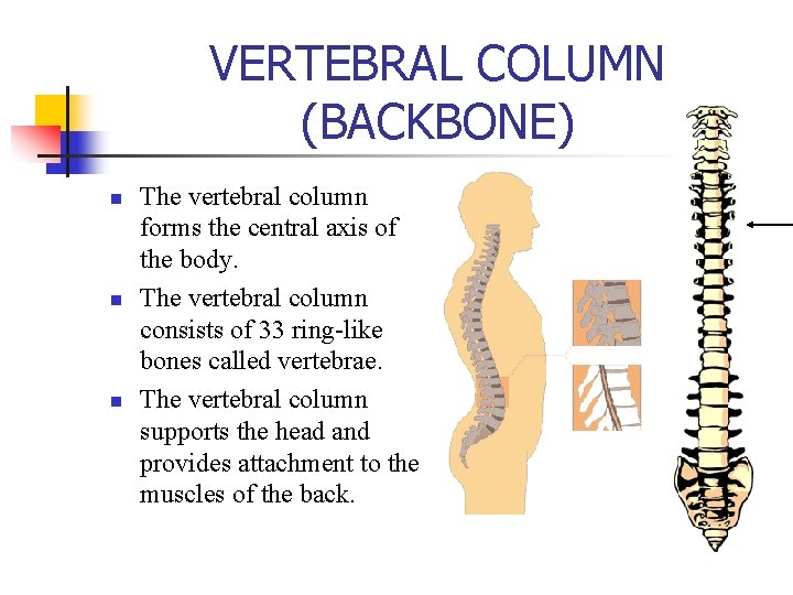 VERTEBRAL COLUMN (BACKBONE) n n n The vertebral column forms the central axis of