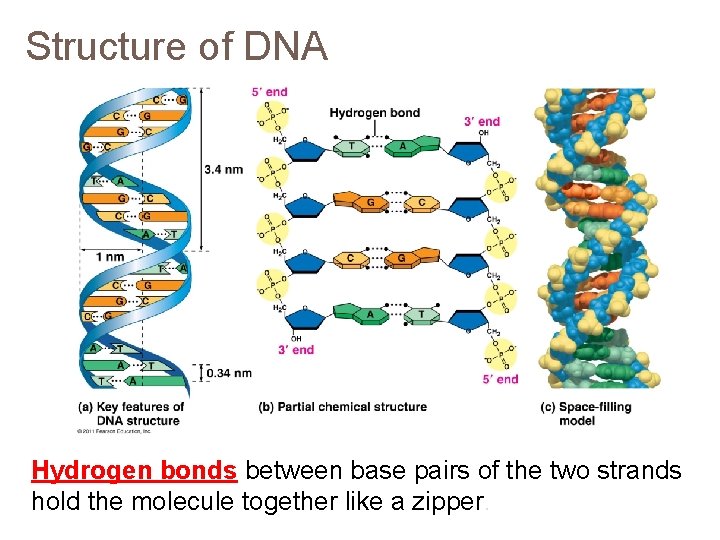 Structure of DNA Hydrogen bonds between base pairs of the two strands hold the