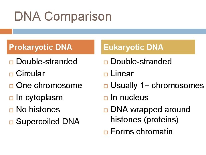 DNA Comparison Prokaryotic DNA Double-stranded Circular One chromosome In cytoplasm No histones Supercoiled DNA