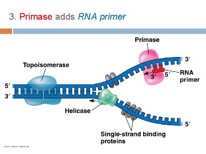 3. Primase adds RNA primer 