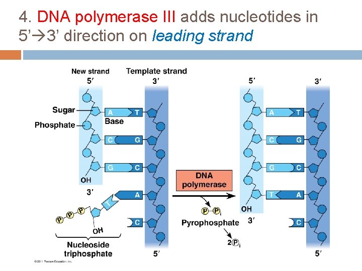 4. DNA polymerase III adds nucleotides in 5’ 3’ direction on leading strand 