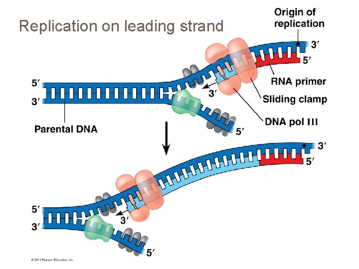 Replication on leading strand 