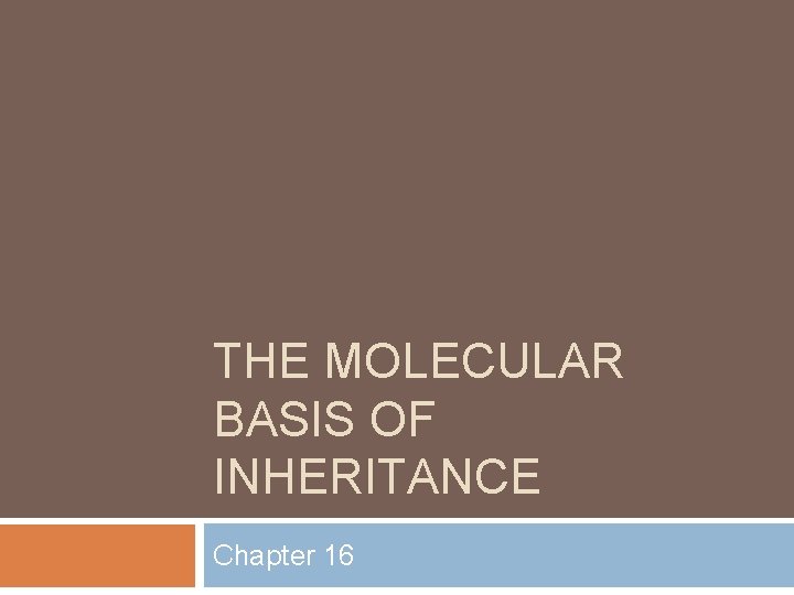 THE MOLECULAR BASIS OF INHERITANCE Chapter 16 