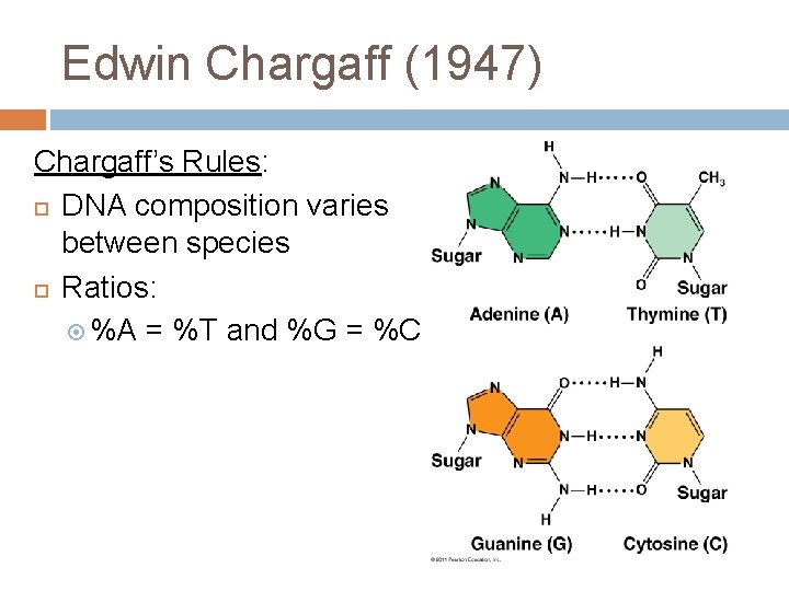 Edwin Chargaff (1947) Chargaff’s Rules: DNA composition varies between species Ratios: %A = %T