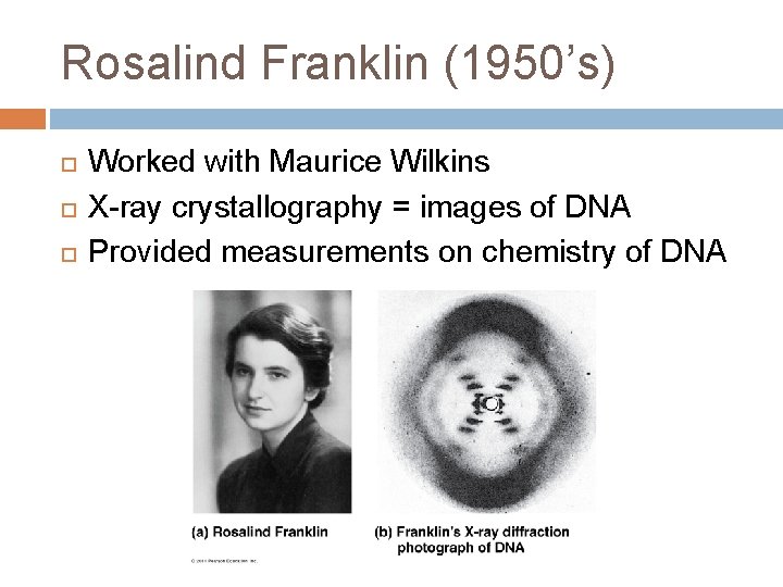 Rosalind Franklin (1950’s) Worked with Maurice Wilkins X-ray crystallography = images of DNA Provided