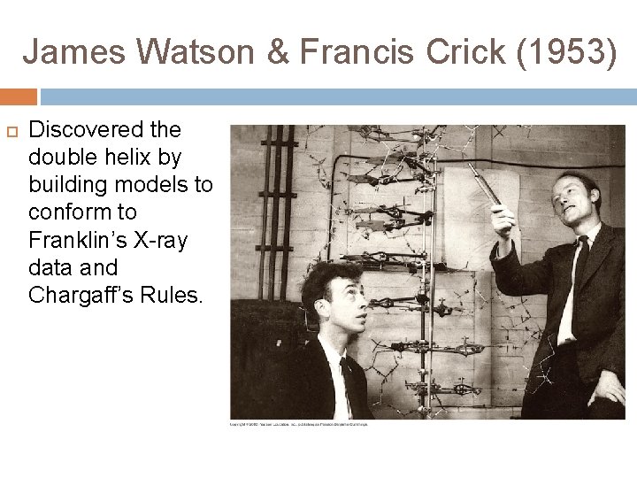 James Watson & Francis Crick (1953) Discovered the double helix by building models to
