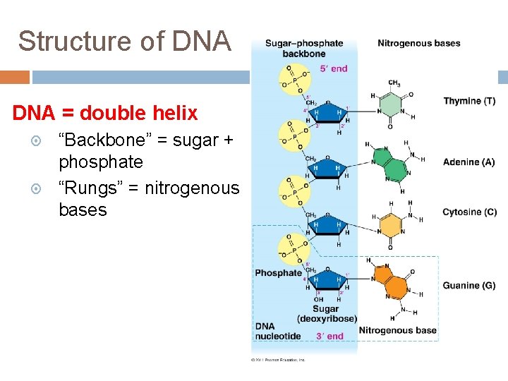 Structure of DNA = double helix “Backbone” = sugar + phosphate “Rungs” = nitrogenous