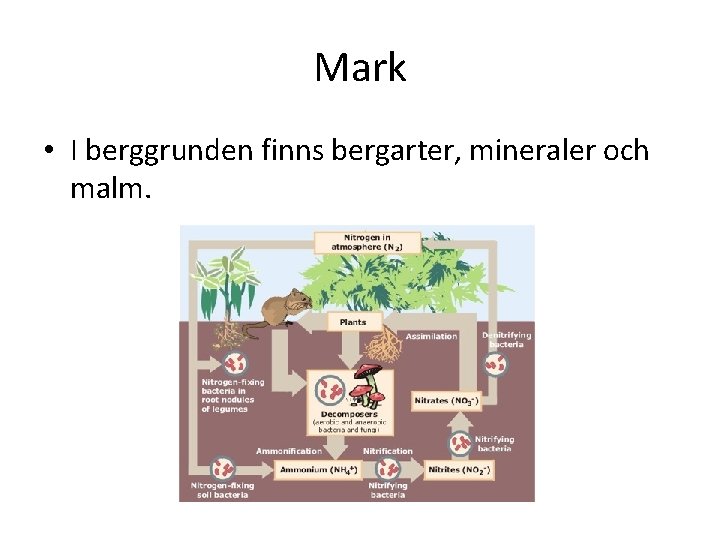 Mark • I berggrunden finns bergarter, mineraler och malm. 