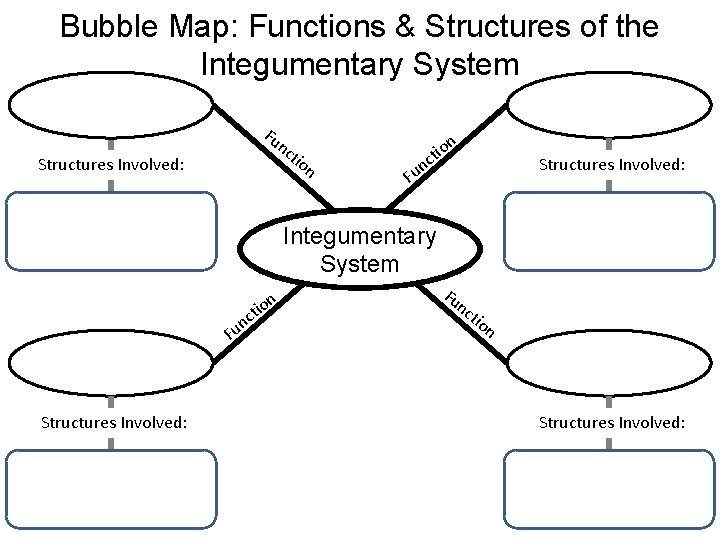 Bubble Map: Functions & Structures of the Integumentary System Fu nc Structures Involved: n