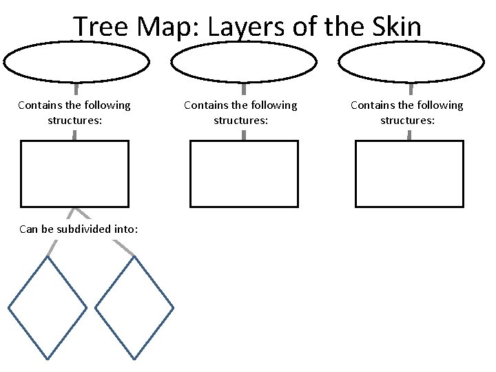 Tree Map: Layers of the Skin Contains the following structures: Can be subdivided into: