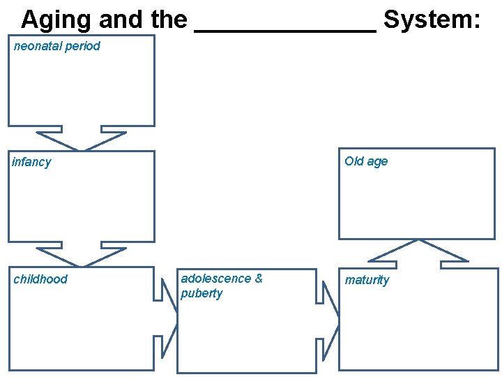 Aging and the _______ System: neonatal period Old age infancy childhood adolescence & puberty