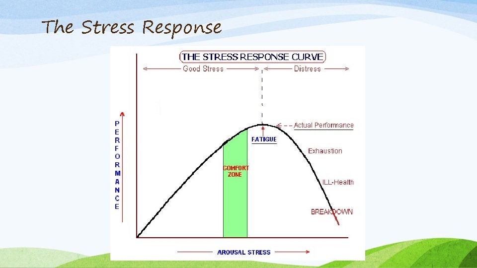 The Stress Response 