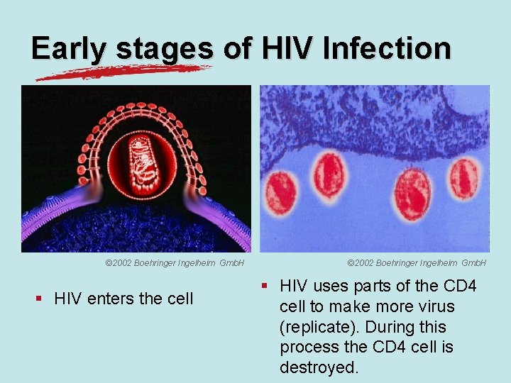 Early stages of HIV Infection © 2002 Boehringer Ingelheim Gmb. H § HIV enters