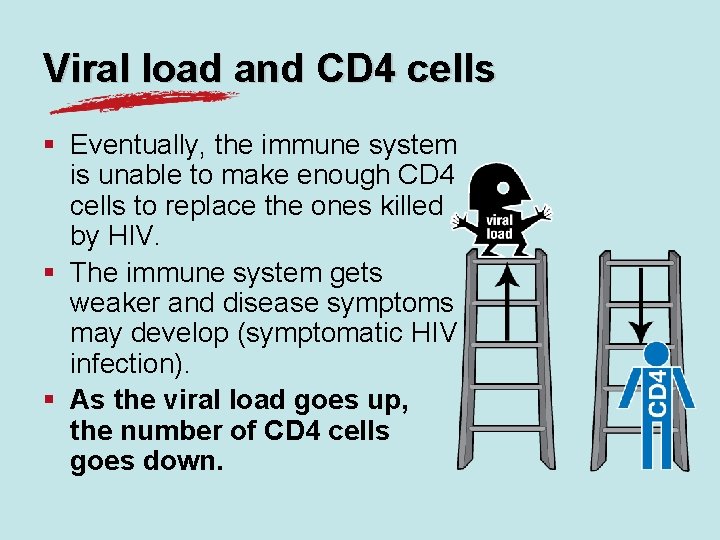 Viral load and CD 4 cells § Eventually, the immune system is unable to