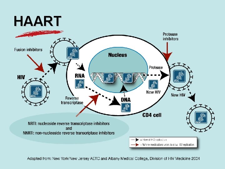 HAART 