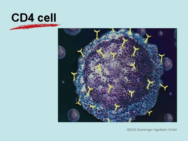 CD 4 cell © 2002 Boehringer Ingelheim Gmb. H 